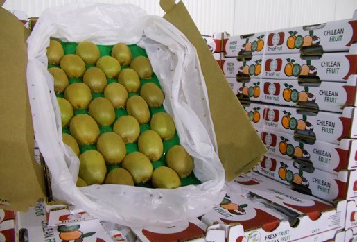 exportadora-triofrut-productos-kiwis