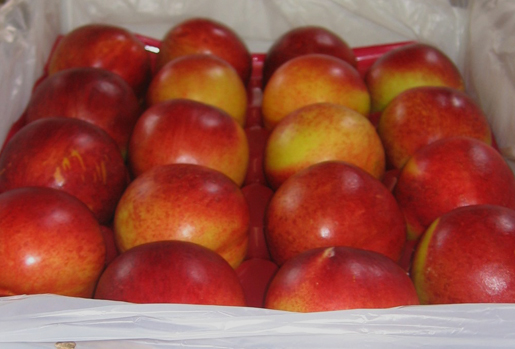 exportadora-triofrut-productos-nectarines